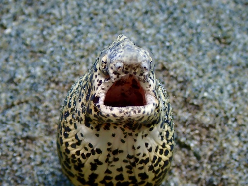 Callechelys marmorata, 2026-08-05