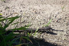 Elgaria coerulea coerulea