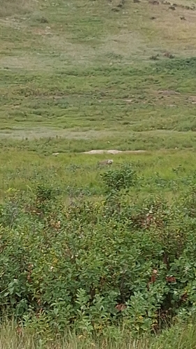 American Badger observed by mayagriffith