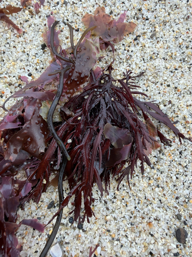 Farlowia compressa, 2026-08-06
