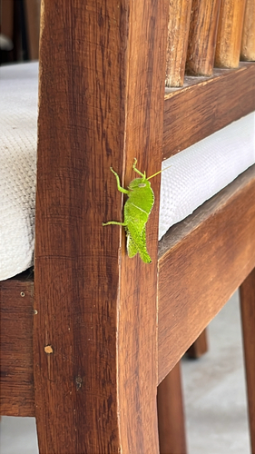 Garden Locust