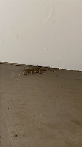 Mediterranean House Gecko
