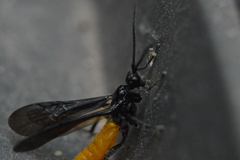 Braconinae