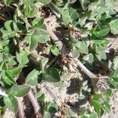 Trifolium scabrum