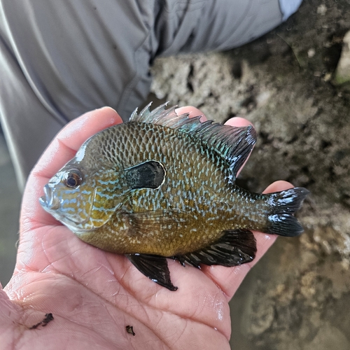 Longear Sunfish