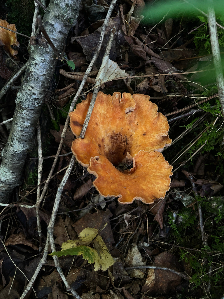 Scaly Chanterelle · August 2026 · photo: Photo: (c) Frédérique, some rights reserved (CC BY) · iNaturalist