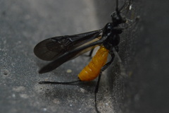 Braconinae