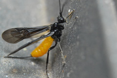 Braconinae