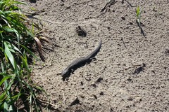 Elgaria coerulea coerulea