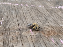 Oestrinae