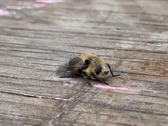 Oestrinae
