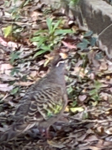 Common Bronzewing