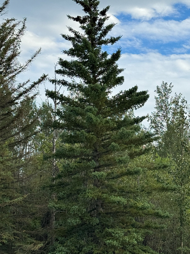 white spruce
