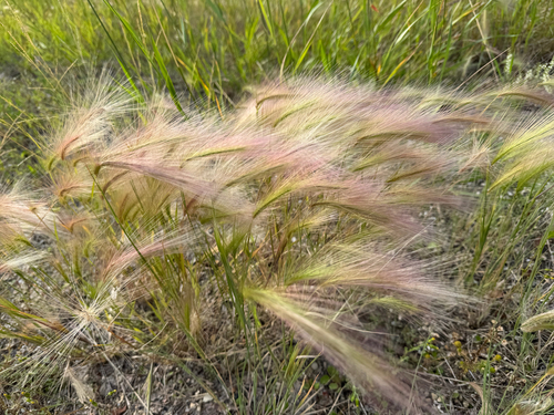 Foxtail Barley