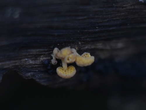 orange pore fungus