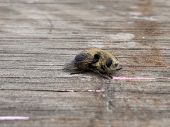Oestrinae