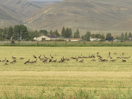 Canada Goose