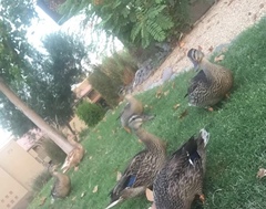 Anas platyrhynchos