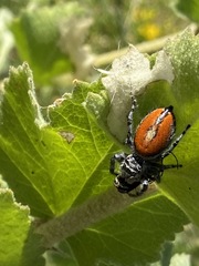Phidippus phoenix
