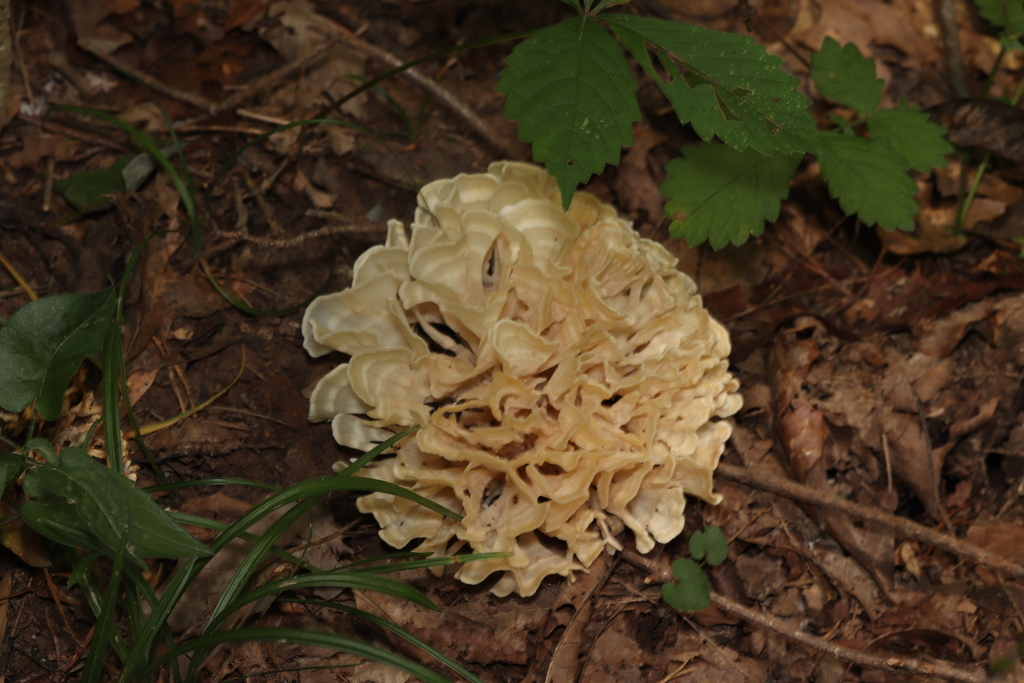 Eastern cauliflower mushroom · August 2026 · photo: Photo: (c) Robert Simcox, some rights reserved (CC BY) · iNaturalist