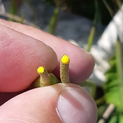 Papaver dubium lecoqii