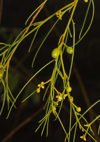 Anthobolus filifolius (Anthobolus filifolius)