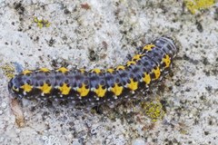 Bryophila ereptricula