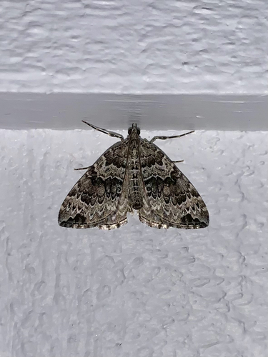 White Eulithis Moth