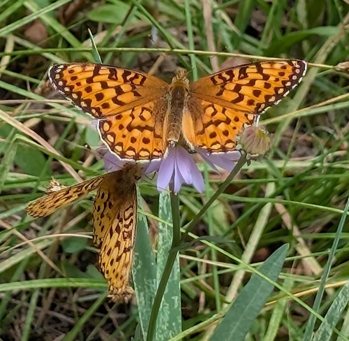 iNaturalist observation photo of Mormon Fritillary