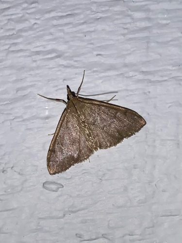 Anania mysippusalis