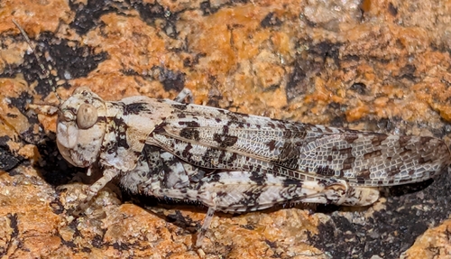 iNaturalist observation photo of Dancing Grasshopper