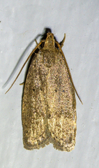 Autosticha kyotensis