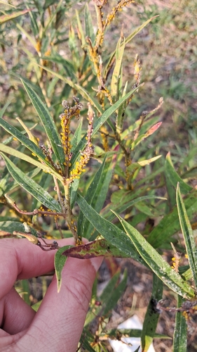 Oleander Aphid