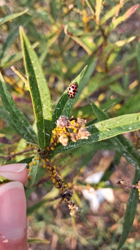 Spotted Pink Lady Beetle