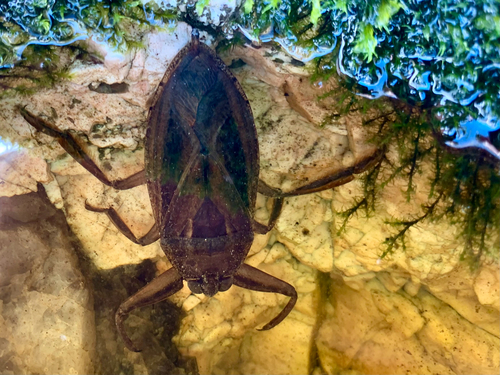 American Giant Water Bug