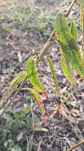 Monarch