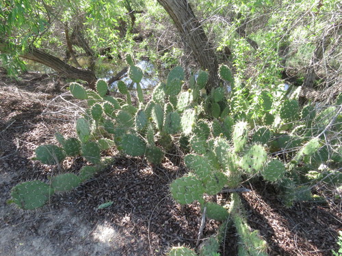 iNaturalist observation photo of Coastal Pricklypear