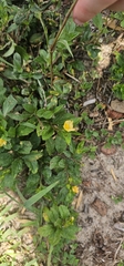Sida ulmifolia