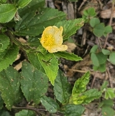 Sida ulmifolia, photograph (c) Aidan Fern, some rights reserved (CC BY)