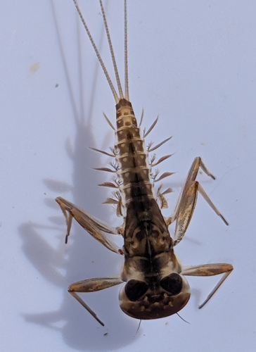 iNaturalist observation photo of Stream Mayflies