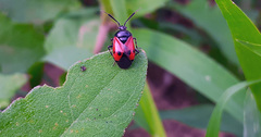 Deraeocoris rutilus