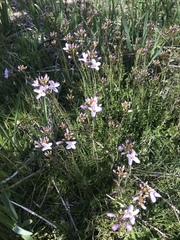 Cardamine pratensis pratensis