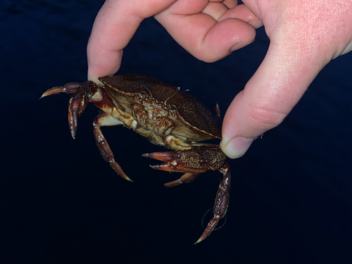 Atlantic Rock Crab