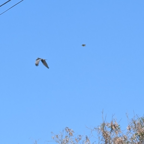 Long-winged Harrier