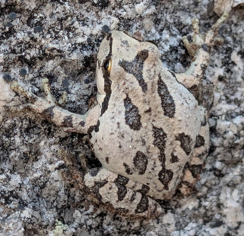 iNaturalist observation photo of Pacific chorus frog