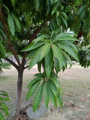 Pouteria campechiana