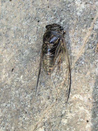 Eastern horse cicada