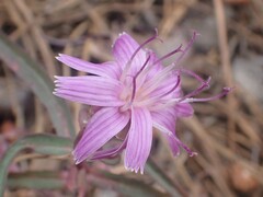 Stephanomeria lactucina