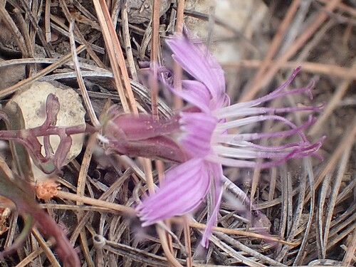 Stephanomeria lactucina, photograph 1