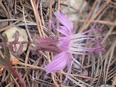 author not stated, no rights reserved Stephanomeria lactucina, photograph author not stated, no rights reserved